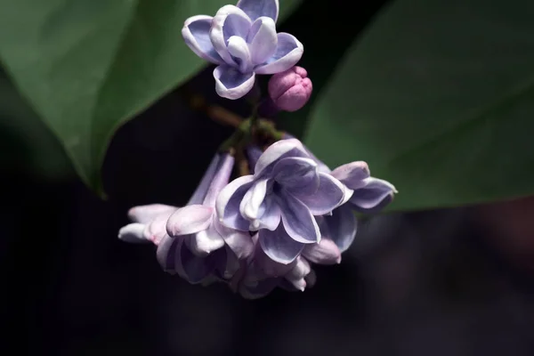 Spring Branch Blossoming Lilac — Stock Photo, Image