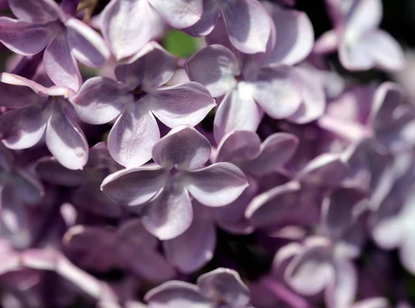 Lilac Petals Blooming Lilac Closeup — Stock Photo, Image
