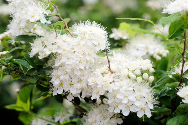 Cherry Branch White Flowers Green Leaves Close — Stock Photo, Image