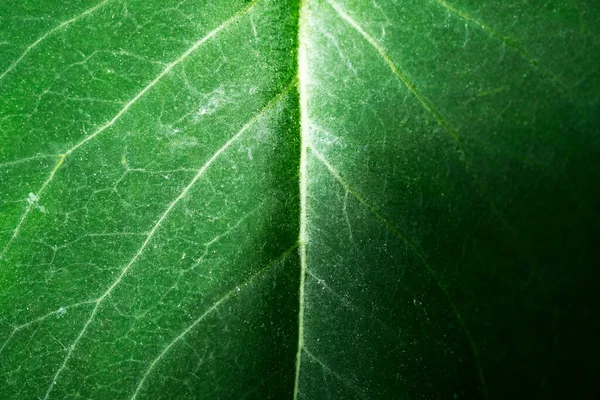 Close Leaf Macro Photography — Stock Photo, Image
