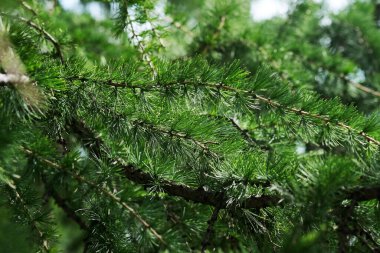 Green needles of young larch on the branches. Close-up. clipart