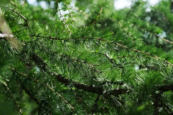 Gröna Nålar Ung Lärk Grenarna Närbild — Stockfoto