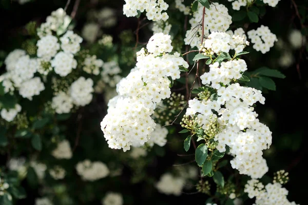 Fehér Cseresznyevirág Közeledik Napfényben — Stock Fotó