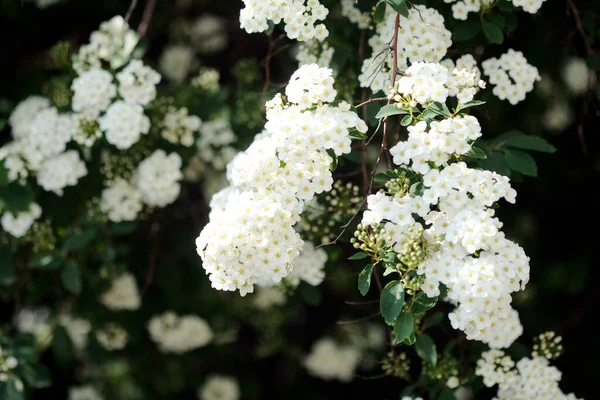 Vita Körsbär Blommor Närbild Solskenet — Stockfoto