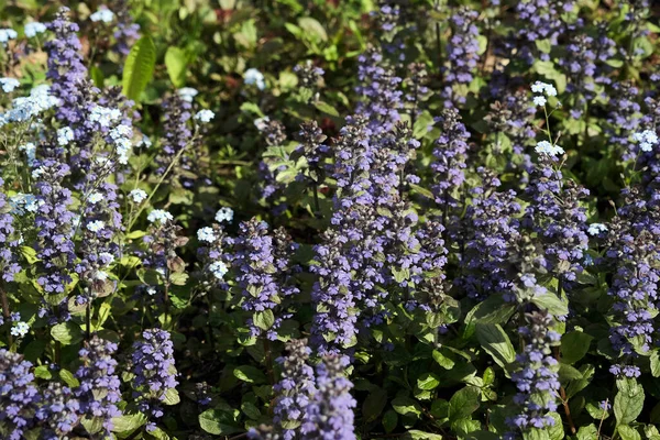 Plantas Con Flores Púrpuras Hojas Verdes Antecedentes — Foto de Stock