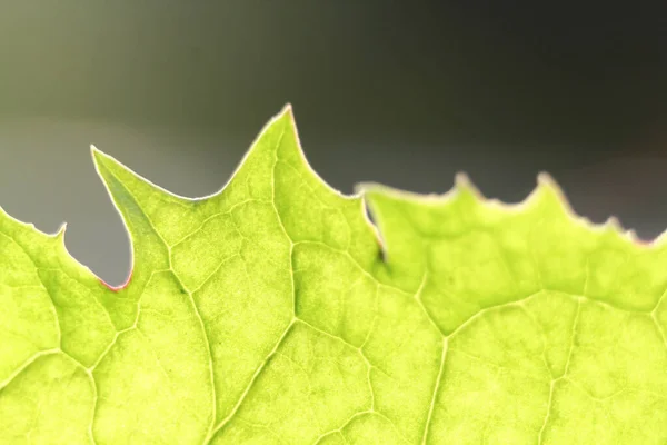 Background Green Leaf Plant Translucent Sunlight — Stock Photo, Image