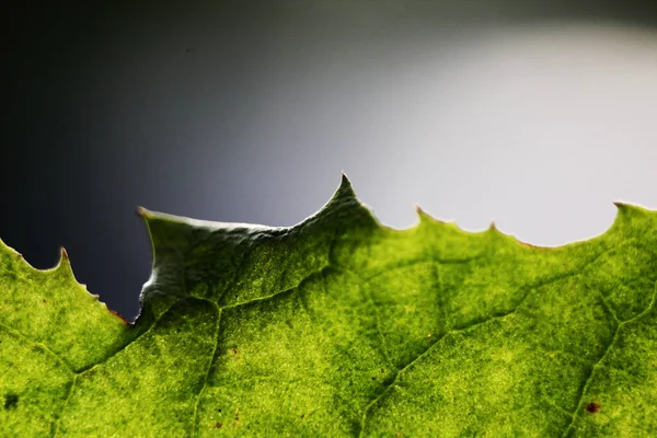 太陽光の下で半透明の植物の背景緑の葉 — ストック写真