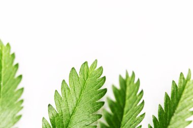 Beyaz arka planda yeşil oyulmuş yapraklar, arka planda ve damarlarda.