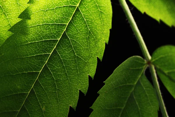 Green Carved Leaves Black Background Backlight Veins — Stock Photo, Image