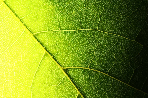 Green Carved Leaves Backlight Veins — Stock Photo, Image