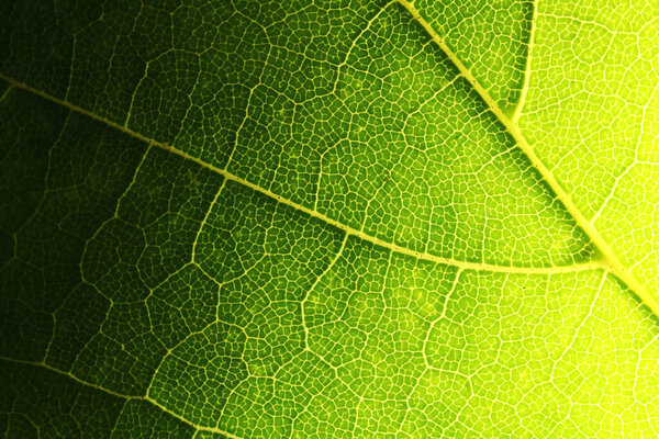 green carved leaves with backlight and veins.
