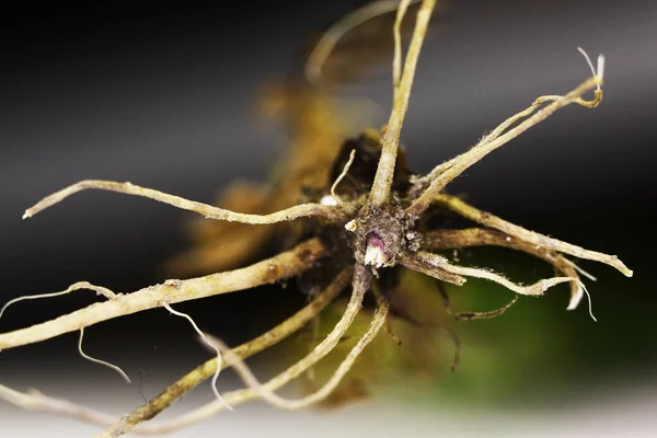 Racines Jeune Plante Isolées Sur Fond Blanc — Photo