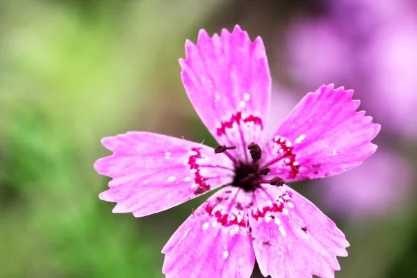 Fialové květy chrpy přírodní zelená rozmazané pozadí — Stock fotografie