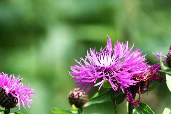 Flores púrpuras de acianos verde natural fondo borroso — Foto de Stock