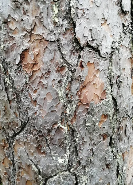 Pine Bark på nära håll. Gammal bark. Tall bark mönster — Stockfoto