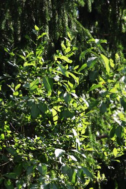 Güneşli bir günde yaz arkaplan yeşili yeşili yeşillik