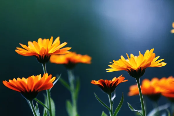 Orange calendula flowers. Blooming marigold flowers. Orange calendula on a green grass. Garden with calendula. Garden flowers. Nature flowers in garden. Blooming calendula. — Stock Photo, Image