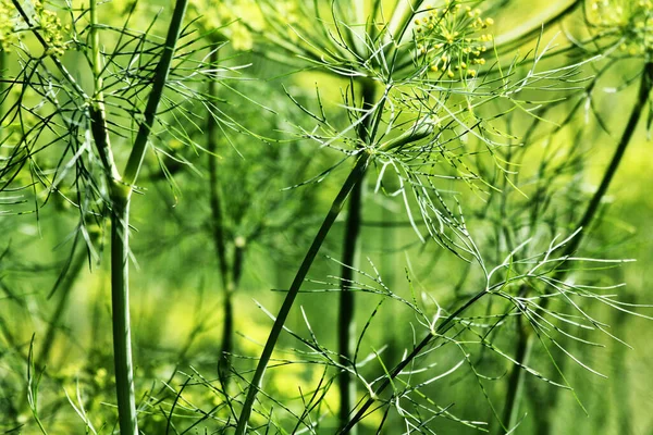 Aneto Cipolle Verdi Lattuga Crescono Sui Letti Giardino Buona Aneto — Foto Stock