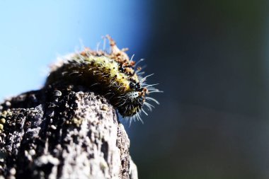 Ağacın kenarındaki tırtıl gibi..