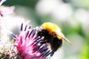 Bir yaban arısı sarı bir çiçekte nektar toplar. Çalışkan bir yaban arısı çalışır, çiçekleri döller.