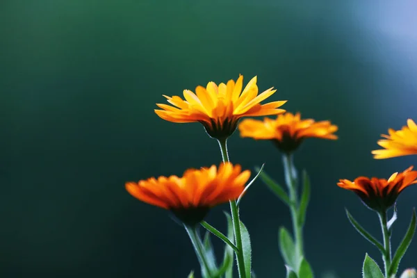 Orangefarbene Ringelblumen Blühende Ringelblumen Orangefarbene Ringelblume Auf Grünem Gras Garten — Stockfoto