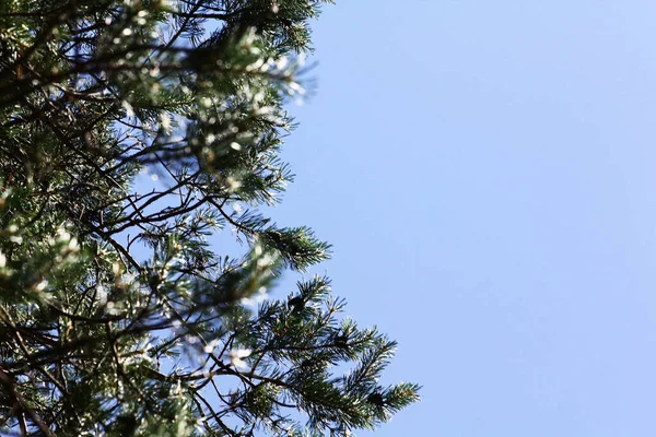 Pine branch with cones against the blue sky. Pine branch close up. Vertical photo. Pine branch background texture