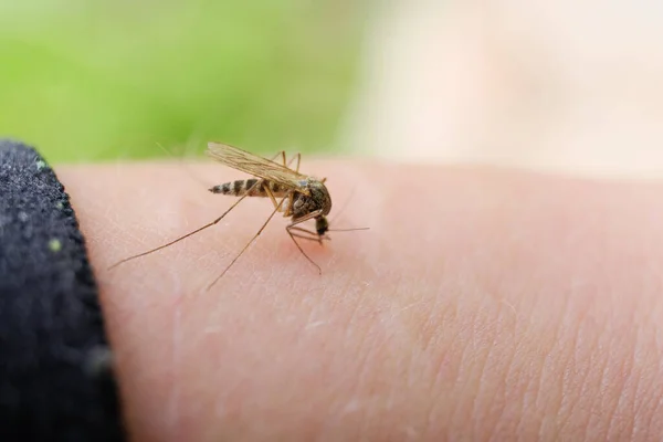 蚊が血を吸ってマクロ写真 ロイヤリティフリーのストック画像