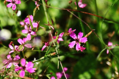 Küçük bulutlu boş gökyüzü yüzeyi