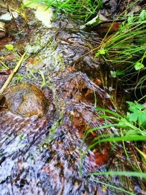 Vahşi manzaralı sığ bir orman nehri. Orman küçük nehir vahşi doğası. Vahşi nehir kolları. Orman dere eşiği görünümü.