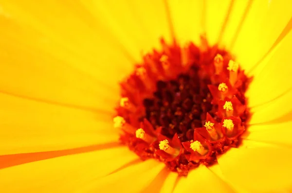 Unscharfer Sommerhintergrund Mit Wachsenden Blumen Calendula Ringelblume Sonniger Tag Schöne — Stockfoto