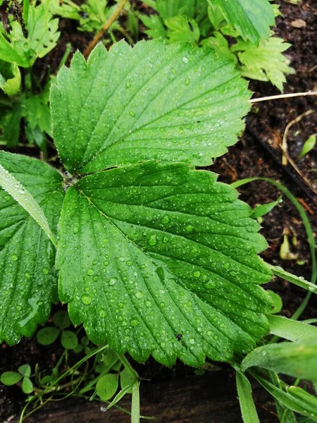 Gotita Rocío Primer Plano Hoja Verde —  Fotos de Stock