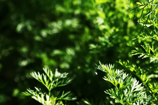 Cenouras Crescem Jardim Cenoura Verde Jovem Deixa Textura Fundo Agricultura — Fotografia de Stock