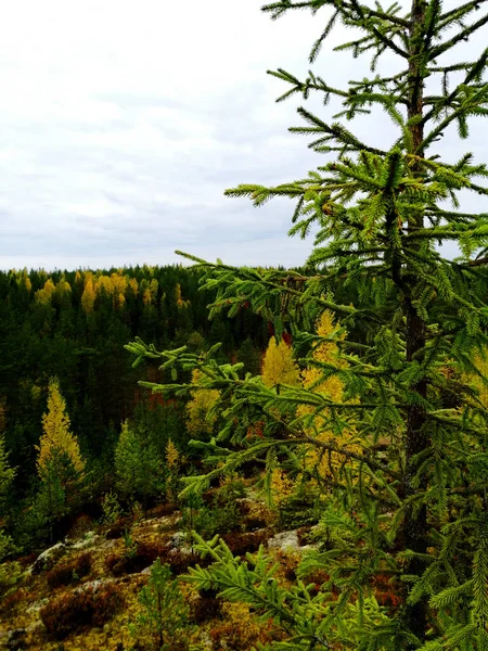 Paisaje Tranquilo Otoño Que Muestra Magnífico Roble Con Hojas Colores — Foto de Stock