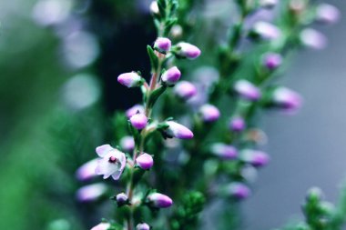 Yaz çiçekleri ve fundalıklar. Çan çalısı, Erica Calluna vulgaris güneş ışığında pembeleşir.