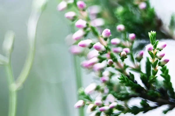 Yaz Çiçekleri Fundalıklar Çan Çalısı Erica Calluna Vulgaris Güneş Işığında — Stok fotoğraf