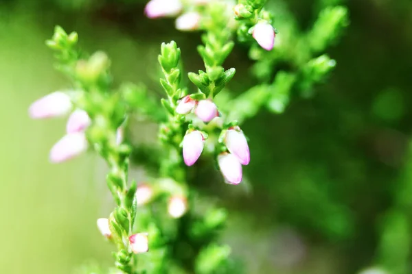 Yaz Çiçekleri Fundalıklar Çan Çalısı Erica Calluna Vulgaris Güneş Işığında — Stok fotoğraf