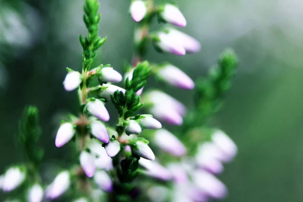 Letní Květiny Heath Vřes Zvonek Erica Calluna Vulgaris Kvete Růžově — Stock fotografie