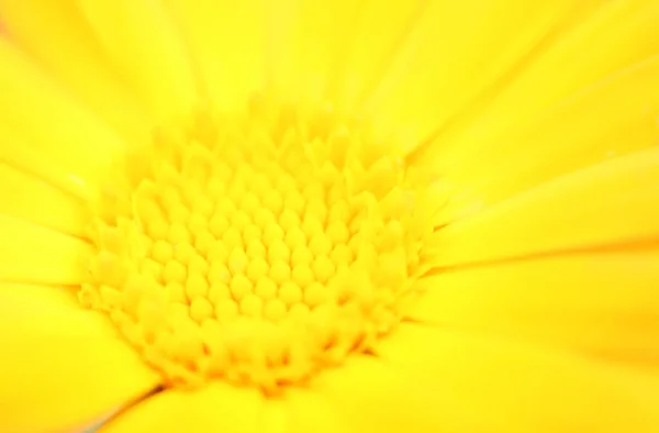 Unscharfer Sommerhintergrund Mit Wachsenden Blumen Calendula Ringelblume Sonniger Tag Schöne — Stockfoto