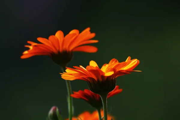 Orange Calendula Flowers Blooming Marigold Flowers Orange Calendula Green Grass Stock Picture