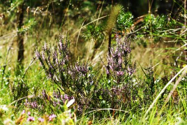 Yaz çiçekleri ve fundalıklar. Çan çalısı, Erica Calluna vulgaris güneş ışığında pembeleşir.