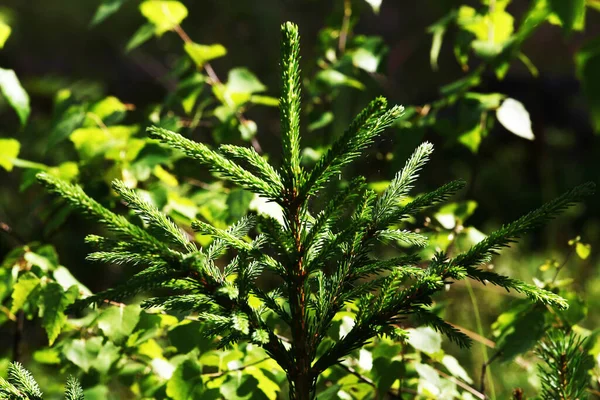 Mistura Floresta Dia Ensolarado Verão — Fotografia de Stock