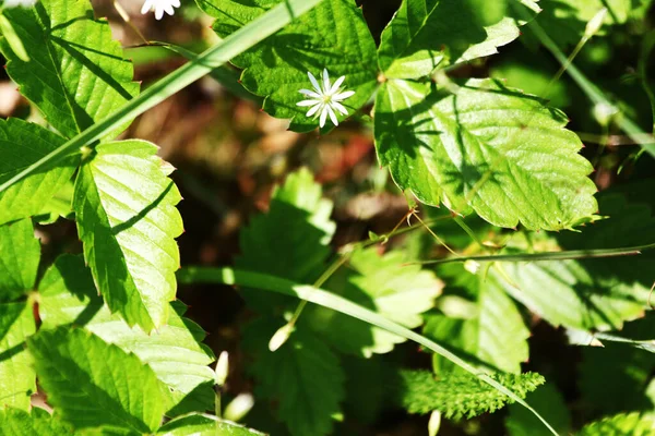 Waldmischung Einem Sonnigen Sommertag — Stockfoto