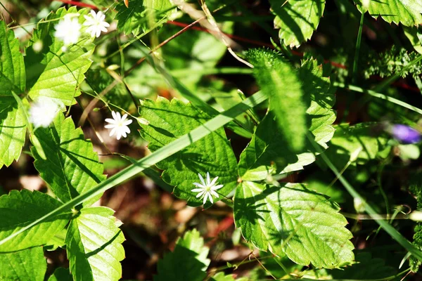 Waldmischung Einem Sonnigen Sommertag — Stockfoto