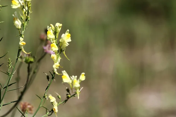 Toadflox Ayrıntıları Linaria Vulgaris Çimenlerde Çiçek Açıyor — Stok fotoğraf