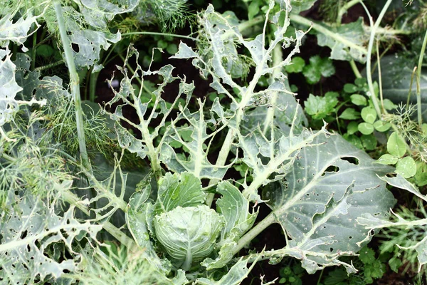 昆虫の害虫によって損傷したキャベツが閉じます 幼虫蝶や毛虫によって食べられ 穴の中にキャベツの頭と葉 侵入蝶の結果 Pieris Brassicae ストック画像