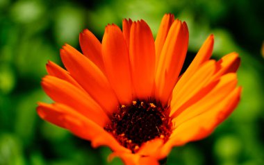 Büyüyen çiçek takvimi ve kadife çiçekleri ile aydınlık yaz arkaplanı.