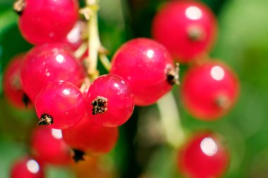 Mükemmel olgunlaşmış kırmızı üzümler ağaç dalındaki pirzolalar yeşil yapraklar arasındaki ev bahçesindeki güneş ışığı. Yazın tadı