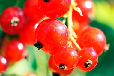 Mükemmel olgunlaşmış kırmızı üzümler ağaç dalındaki pirzolalar yeşil yapraklar arasındaki ev bahçesindeki güneş ışığı. Yazın tadı