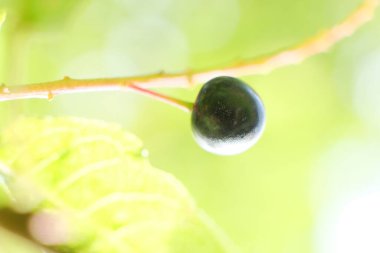 Harika fotoğraf. Ağaçtaki kuş kiraz ağacının dalları. Kara kuş kirazı. Şifalı kuş kirazı bitkisi. Tereyağı yapmak için taze kiraz meyveleri. Güneşli bir gün. yaz zamanı