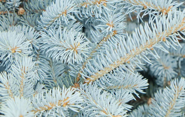 Branches Blue Spruce Sky Background Close Macro — Stock Photo, Image